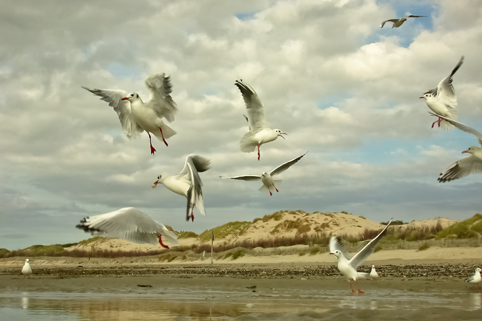 Seagulls 1, 2010